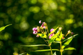 花卉植物多枝柳叶菜图片